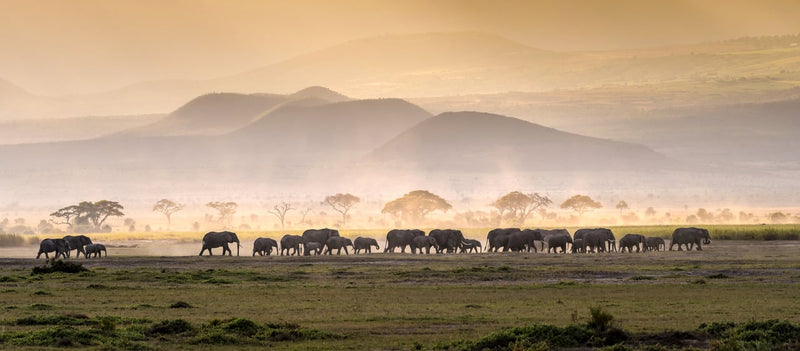 Private Safari