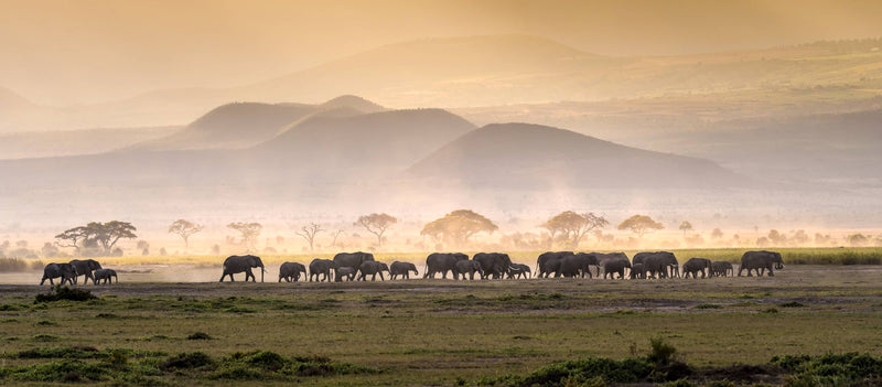 Private Safari