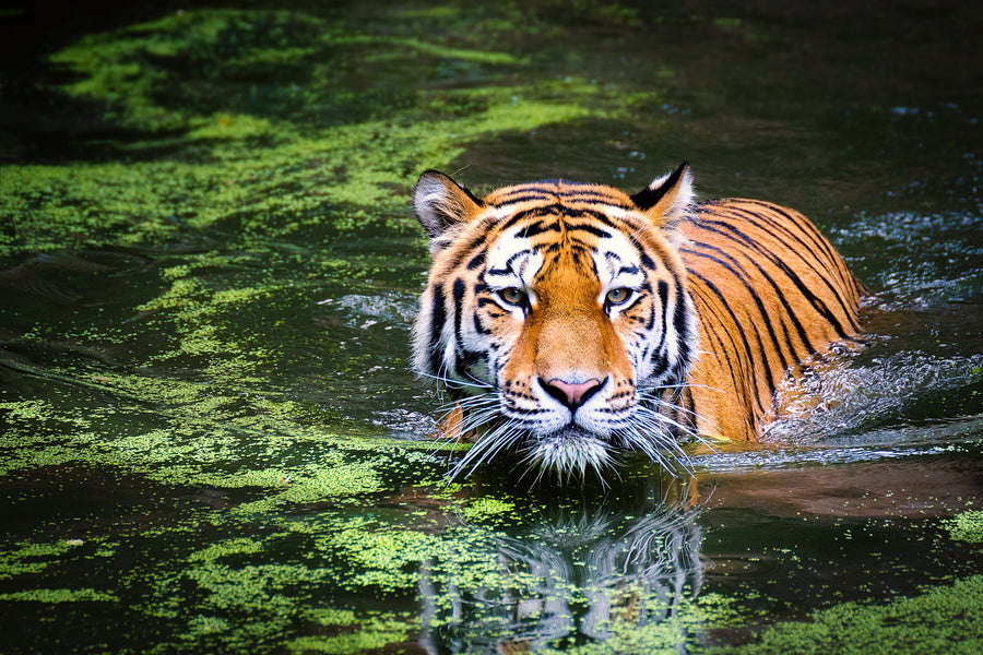 Tiger Safari