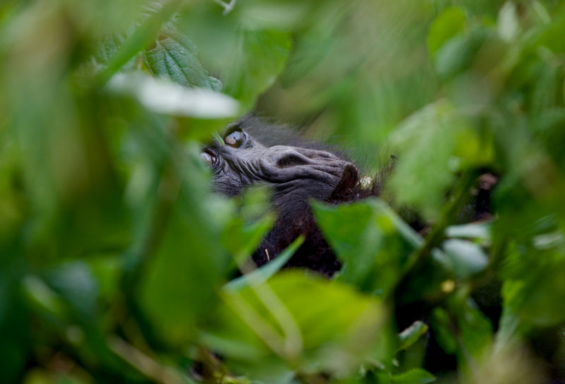 Rwanda’s Gorillas