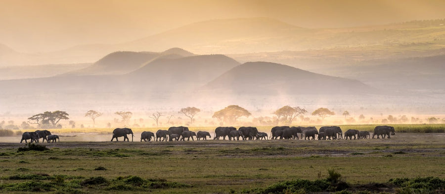 Private Safari