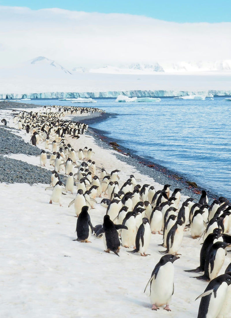  White Safari – Arctic Adventure